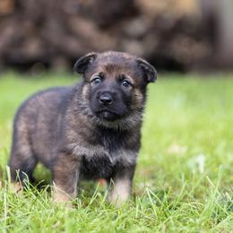 German Shepherd Puppies from Zwinger Vom Rabenauge