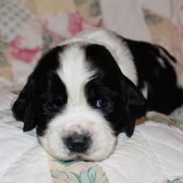 Oak - Black and white male English Springer Spaniel puppy in Lexington, South Carolina from House Tiner Springers