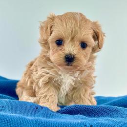 Jaxon - Apricot male Maltipoo puppy in Melissa, Texas from Southern Love Cavapoos & Maltipoos
