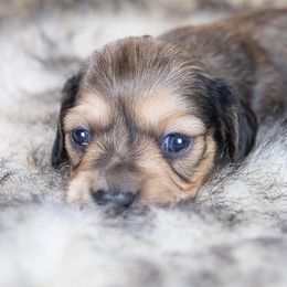 Dove - Sable female Dachshund puppy in Barnesville, Pennsylvania from Dachsy