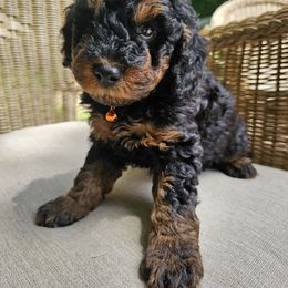 Poodle Puppies from OpenGate Poodles