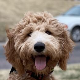 Max - Goldendoodle