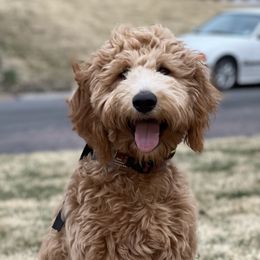 Max - Goldendoodle