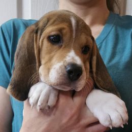 Gotcha (Silver Collar Girl) - Black tan and white Beagle puppy in High Point, North Carolina from Copper Sky Beagles