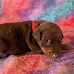 Female 4 - Red Collar - Red and rust female Doberman Pinscher puppy in Spencer, Indiana from Jackson's Dobermans