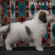 Pinto Bean - White male Tornjak puppy in Albright, West Virginia from Pine Spring Farm