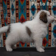 Pinto Bean - White male Tornjak puppy in Albright, West Virginia from Pine Spring Farm