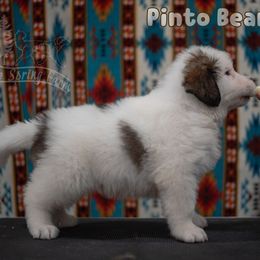 Pinto Bean - White male Tornjak puppy in Albright, West Virginia from Pine Spring Farm
