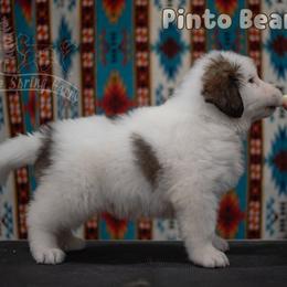 Pinto Bean - White male Tornjak puppy in Albright, West Virginia from Pine Spring Farm