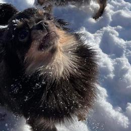 Chihuahuas and Yorkshire Terriers from BabydollYorkiesofTexas