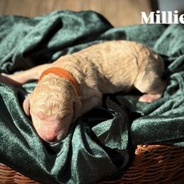 Millie - Apricot female Poodle puppy in Brooksville, Florida from Ariella Standard Poodles & Chinese Cresteds