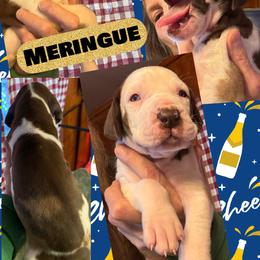 Meringue - Chocolate and white female Great Dane puppy in Wellsville, New York from Prophecy Danes