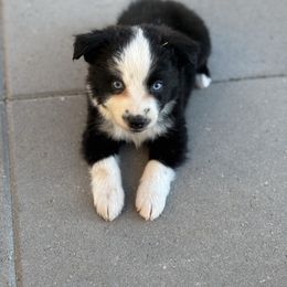 Orange - Black & white female Miniature Australian Shepherd puppy in Arizona from Country Charm Mini Aussies