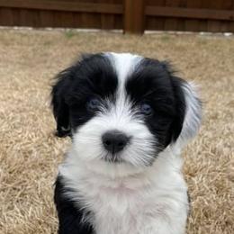 Havanese from Glenwood Trails Havanese In Plano, Texas