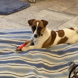 Zara - Jack Russell Terrier