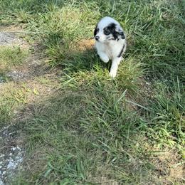Miniature Australian Shepherd Puppies from Dutton's Show Me Farms