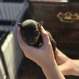 Girl 3 - Rottweiler puppy in Klamath Falls, Oregon from Tismic Rottweilers