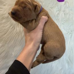 Purple collar - Dark golden female Golden Retriever puppy in Turtlepoint, Pennsylvania from Allegheny River Retrievers