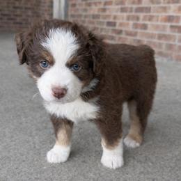 Miniature Australian Shepherd Puppies from TK Kennels