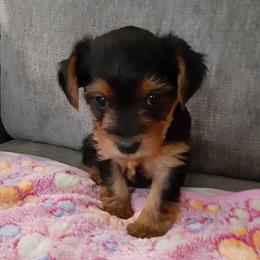 Ella Rose - Black and tan female Yorkshire Terrier puppy in Gurley, Alabama from Rhondas yorkies