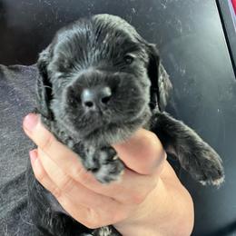 Pepper Girl 1 - Black and cream female Dachshund puppy in Bigfork, Minnesota from Dachshunds Up North