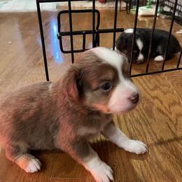 Miniature Australian Shepherd Puppies from Little Sooner Aussies