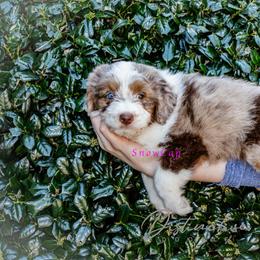 Snow Cap - Red merle female Aussiedoodle puppy in Kennesaw, Georgia from Distinctive Doodle