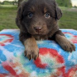 Girl 1 - Red tri-color female Australian Shepherd puppy in Hillsboro, Illinois from Perfect Paws Puppies