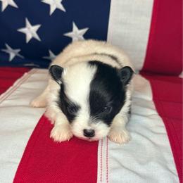 Ham - Black parti male Pomeranian puppy in Lexington, Oklahoma from BooneDox Miniature Dachshunds