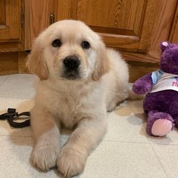 Marshmallow - Light golden Golden Retriever puppy in Grant County, Indiana from On The Sunny Side Pavey Farms