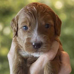 Liberty - Yellow Collar - Red  female Goldendoodle puppy in Huntsville, Alabama from Falcon Ridge Doodles