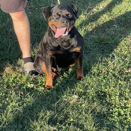 Qiara - Black and mahogany female Rottweiler puppy in Burlington, Kentucky from vom Blaurasen Rottweilers
