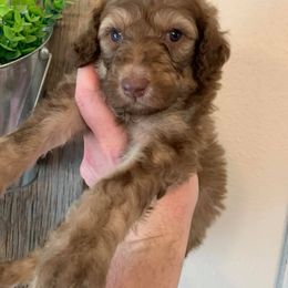 Poodle Puppies from Teton View Kennels