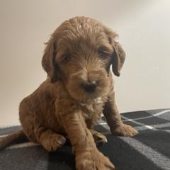 Goldendoodle Puppies from Goldendoodles of Maryland