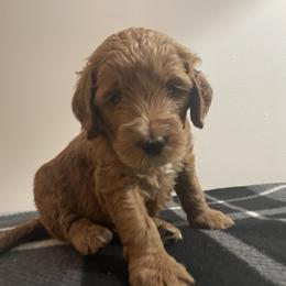 Goldendoodle Puppies from Goldendoodles of Maryland