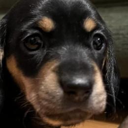 Dachshunds from Jade’s Dachshund’s
