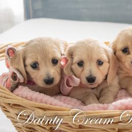 Dachshund puppies from Dainty Cream Doxies