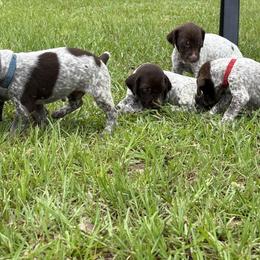 German Shorthaired Pointers from Hayden Adams