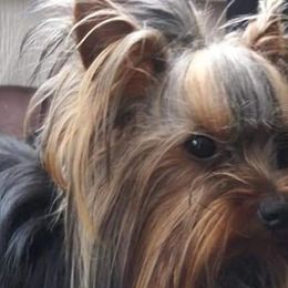 Yorkshire Terriers from Precious Paws of Michigan