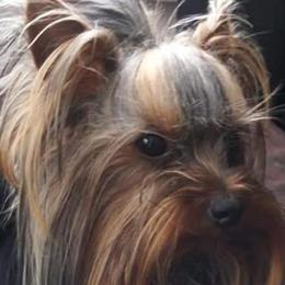 Yorkshire Terriers from Precious Paws of Michigan