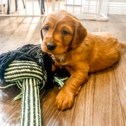 Golden Retriever and Labrador Retriever Puppies from All Around Retrievers LLC