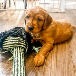 Golden Retriever and Labrador Retriever Puppies from All Around Retrievers LLC