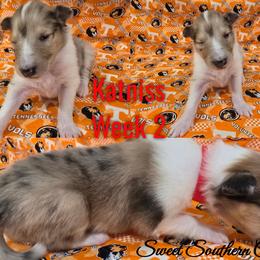Katniss - Sable merle female Collie puppy in Kingsport, Tennessee from Sweet Southern Collies