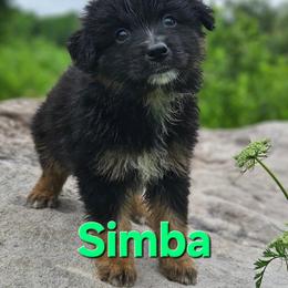 Simba - Black tri-color male Australian Shepherd puppy in Trout Run, Pennsylvania from Rose Valley Aussies