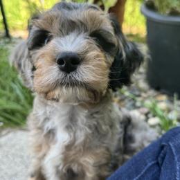 Cavapoo Puppies from Panda Puppies