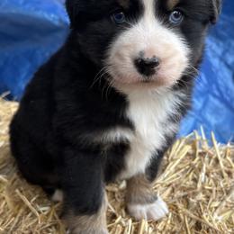 Miniature Australian Shepherd Puppies from Two Pines Mini Aussies