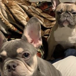 French Bulldogs from Full Time Frenchies