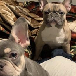 French Bulldogs from Full Time Frenchies