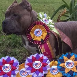 American Bullies from Impressive Bred Bullies