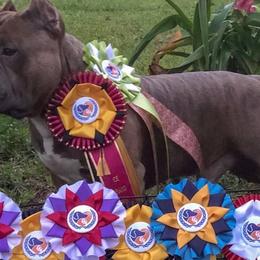 American Bullies from Impressive Bred Bullies